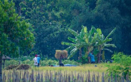 dukung-program-swasembada-pangan-pemerintah-pis-dorong-produktivitas-lahan-petani-di-sleman