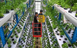 pertanian-vertikal-jadi-strategi-dalam-mewujudkan-swasembada-pangan