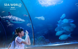 promo-spesial-di-sea-world-ancol-selama-agustus-2024