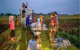 dukung-program-swasembada-pangan-bulog-serap-300-000-ton-gabah-menjelang-panen-raya-2025