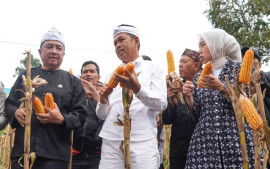 panen-jagung-bersama-warga-garut-kdm-tekankan-pentingnya-kemandirian-desa