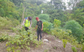 dari-lahan-kosong-menjadi-harapan-ketahanan-pangan-ala-polsek-jarai