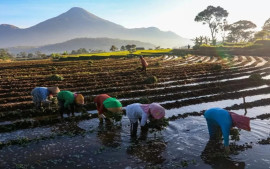 bri-salurkan-kur-rp83-88-triliun-fokus-perkuat-umkm-dan-pertanian